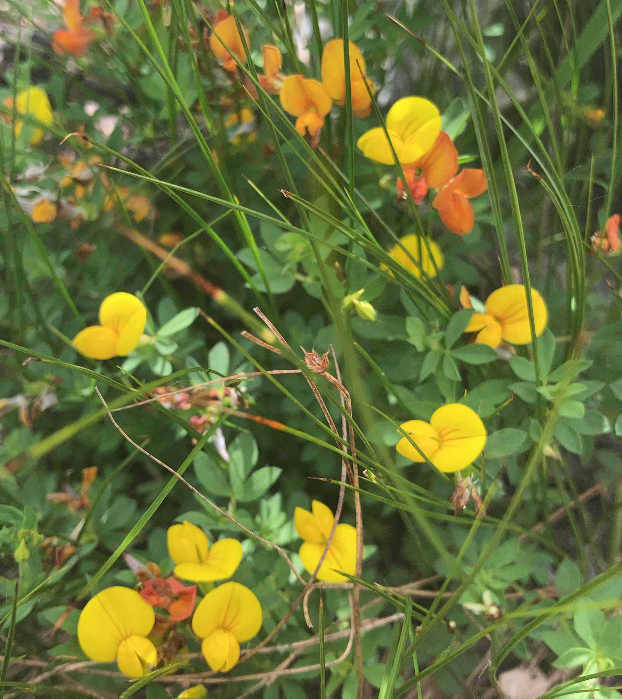 Plant recorded